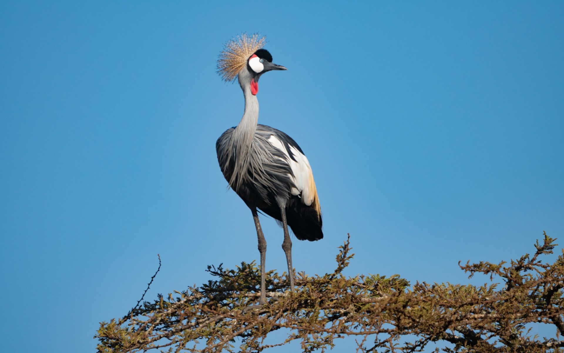 Bird Watching In Uganda The African Encounters