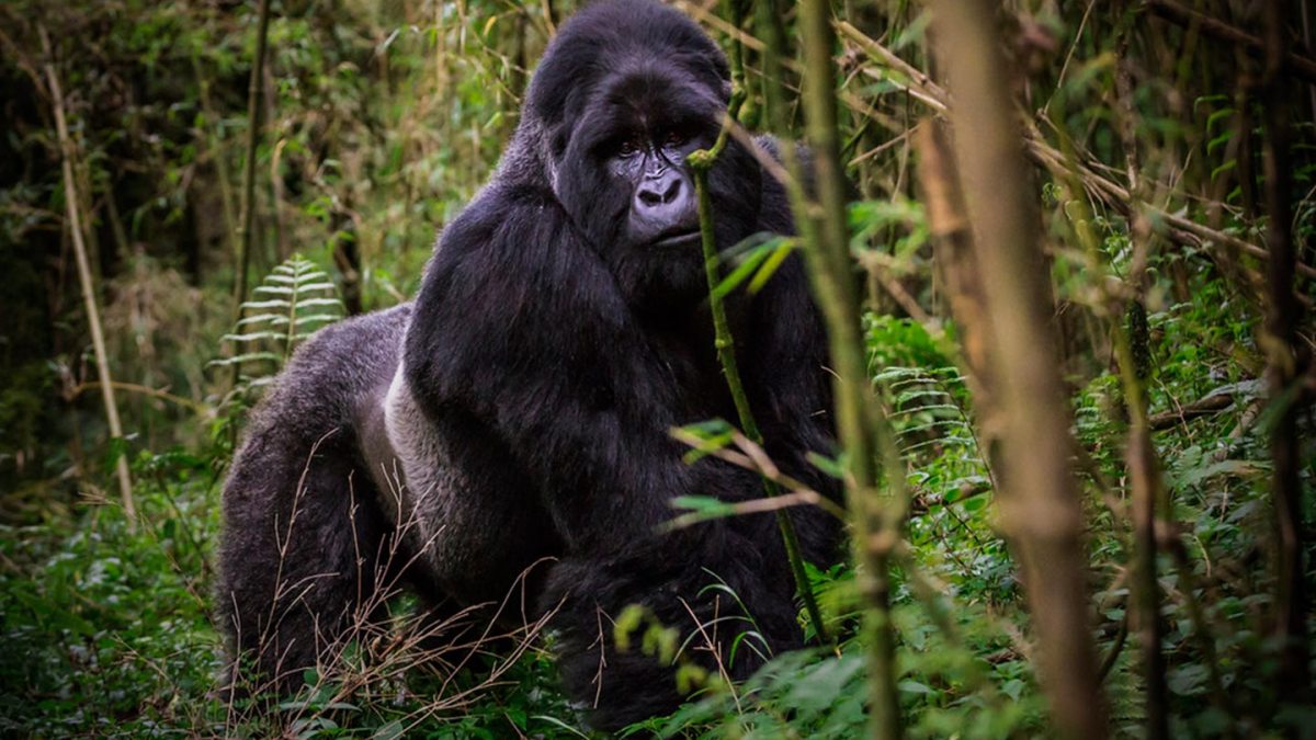 2 Days Uganda Gorilla Trekking from Kigali