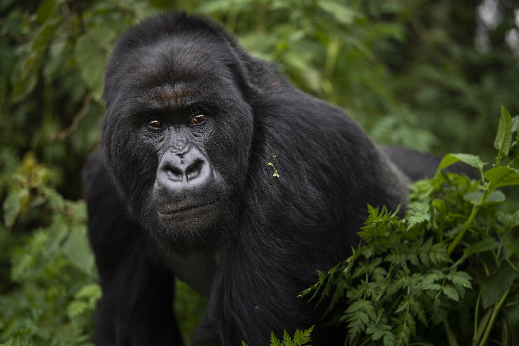 2 days Rwanda gorilla tour