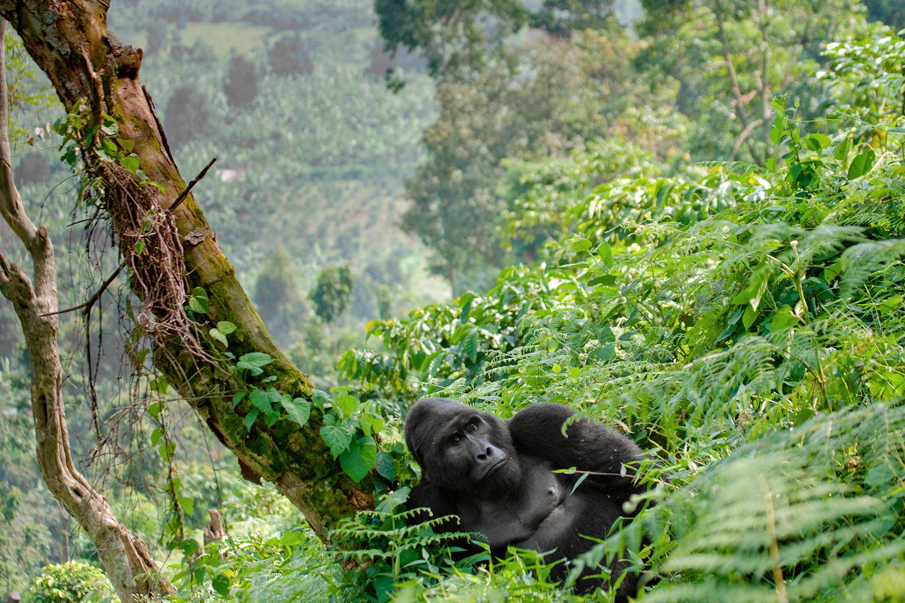2 days Uganda Gorilla Tour