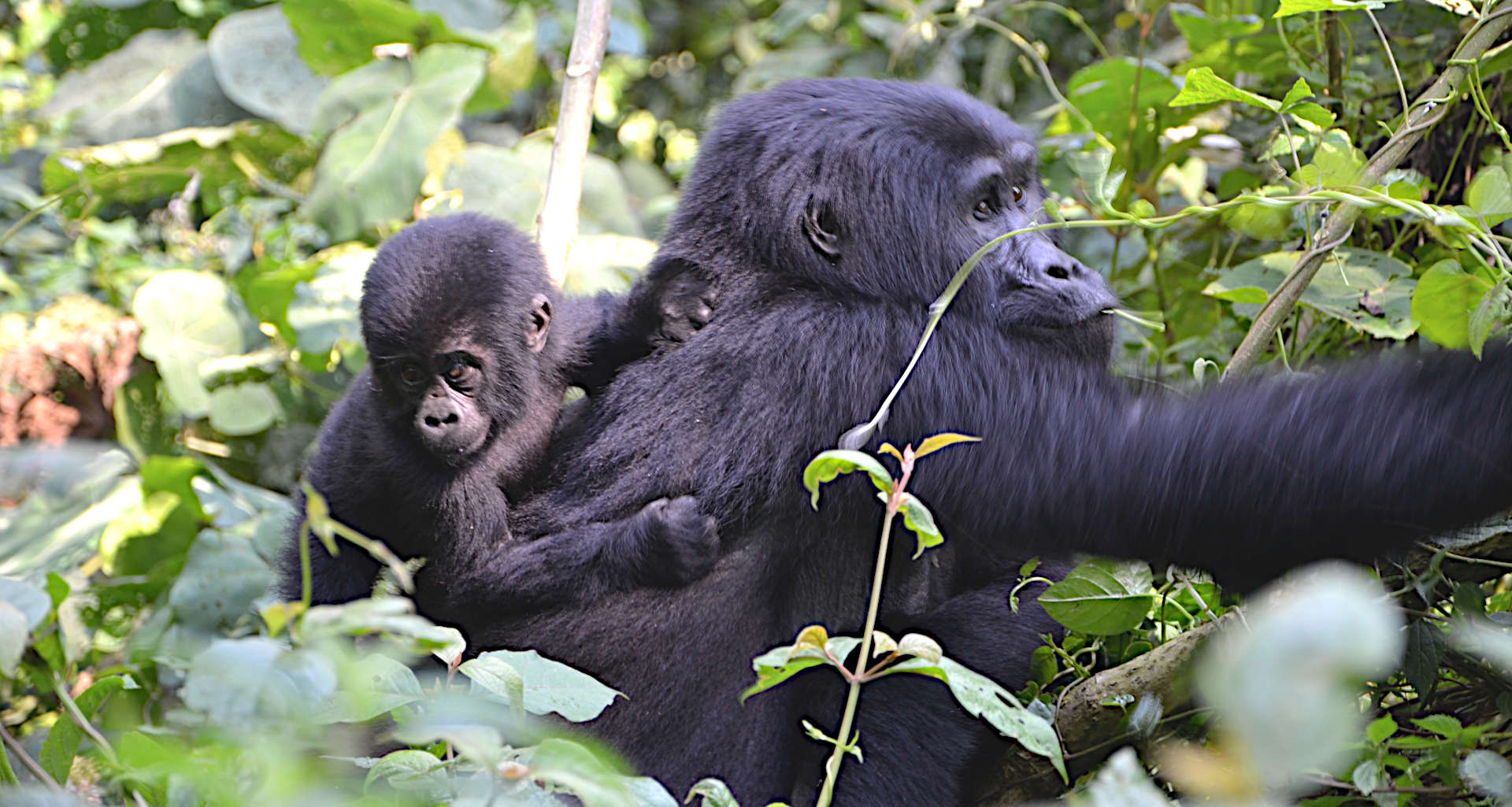 3 Days Uganda Gorilla Tour