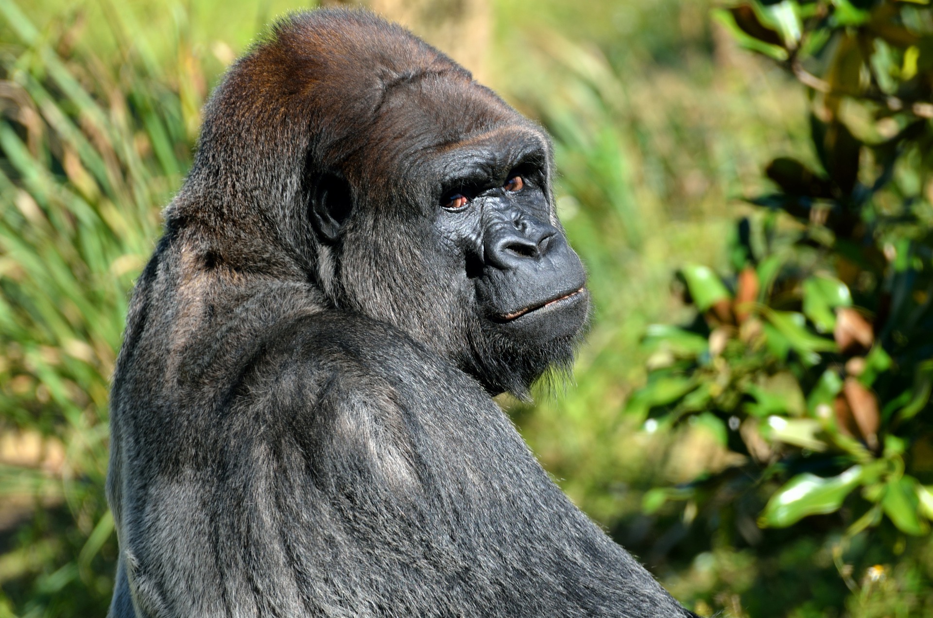 3 days lowland gorilla trekking tour in Kahuzi-Biega National Park