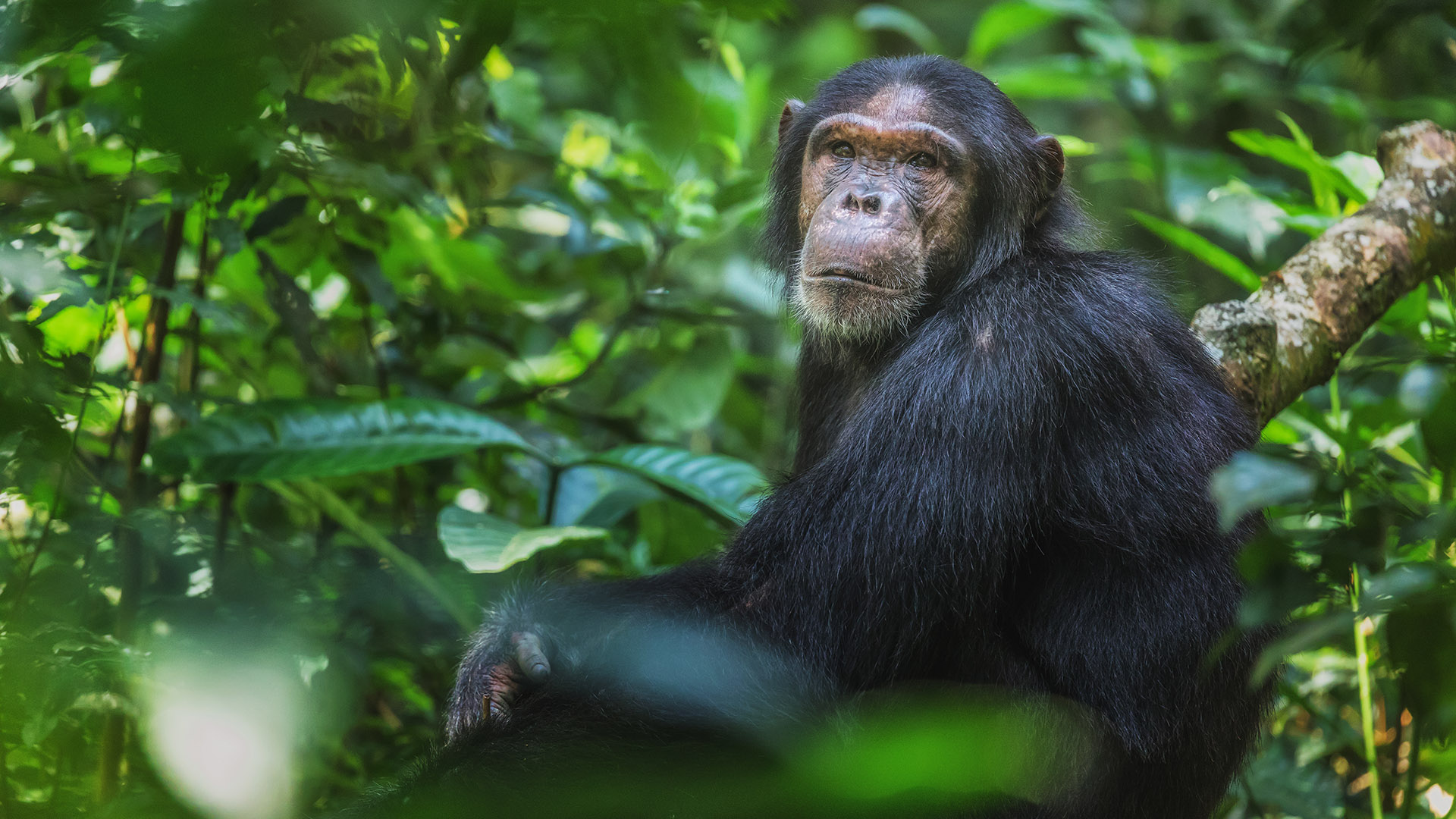 4 Days Nyungwe Chimpanzee and Lowland Gorilla Trekking Safari