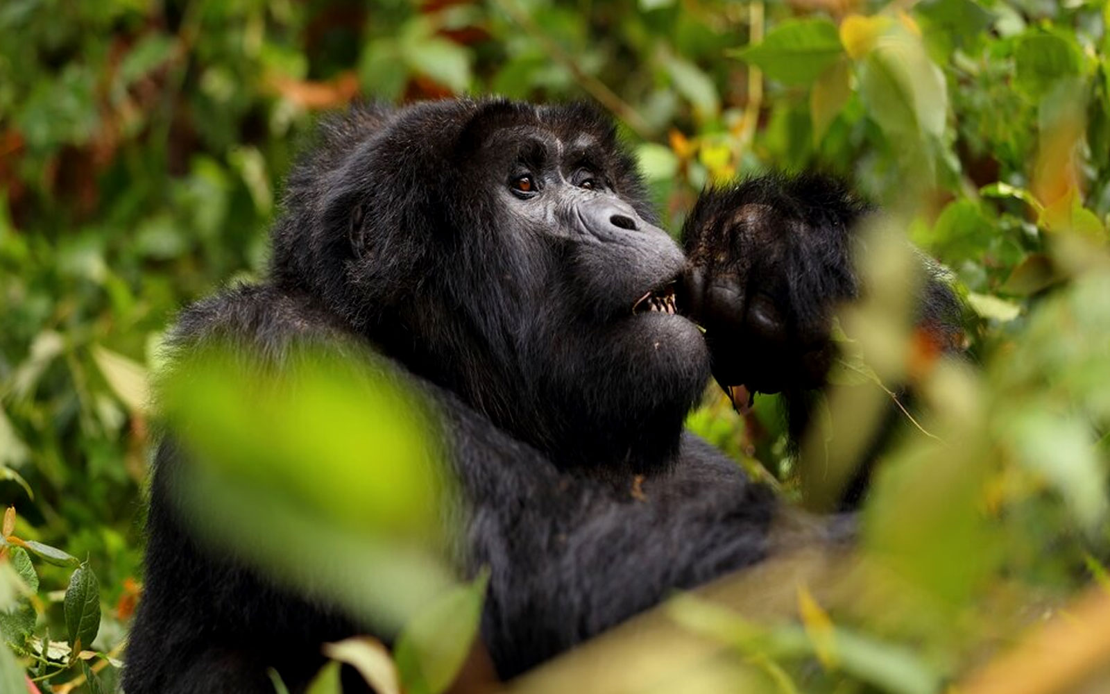 4 days double gorilla trek in Uganda