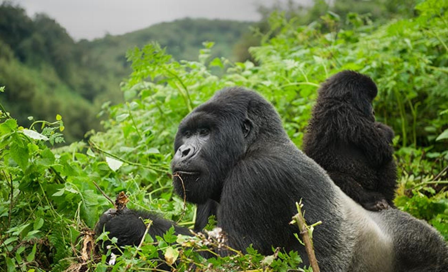 5 days gorilla safari in Uganda and Rwanda