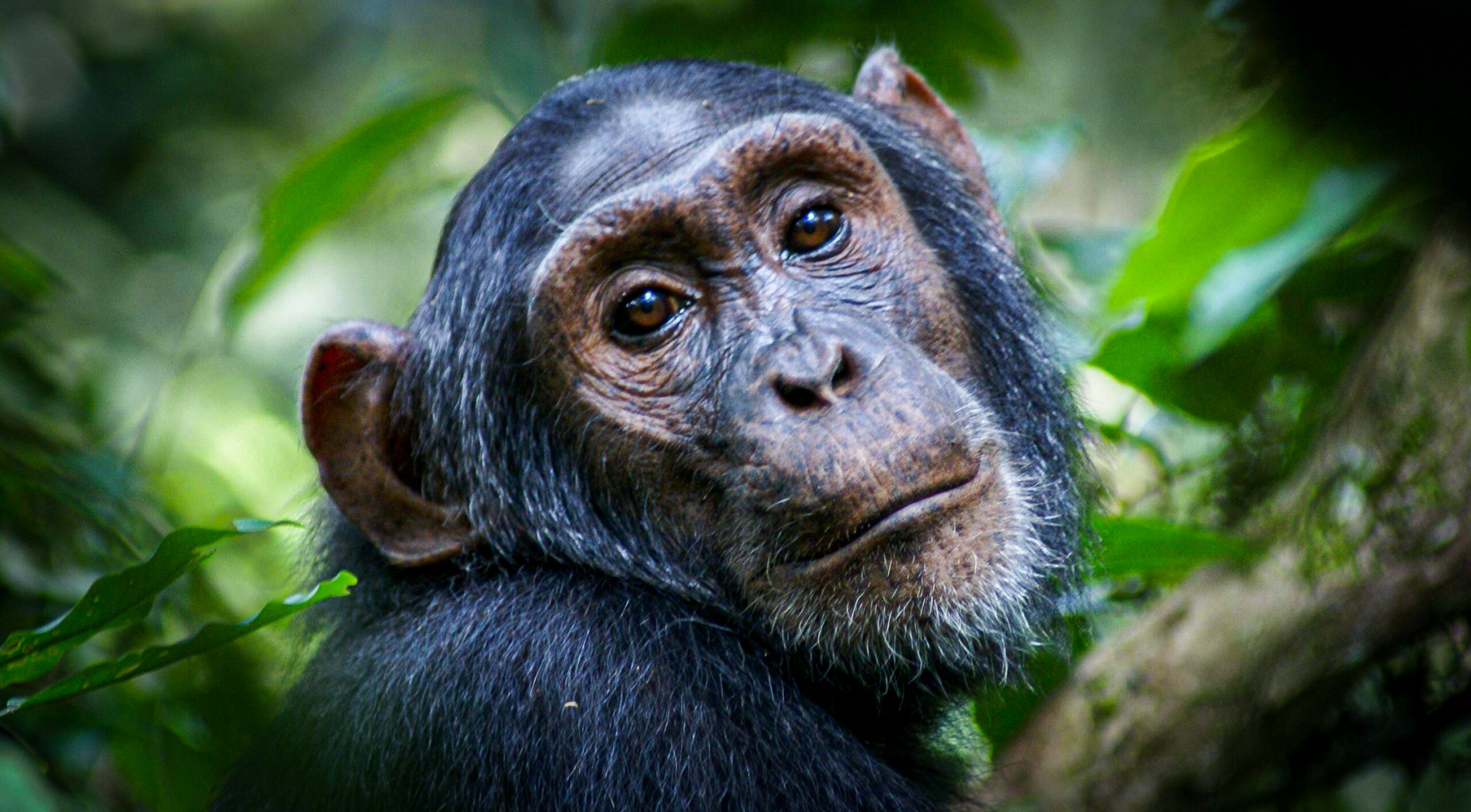 6 Days Rwanda Gorillas, Lake Kivu and Virunga Gorilla trekking safari
