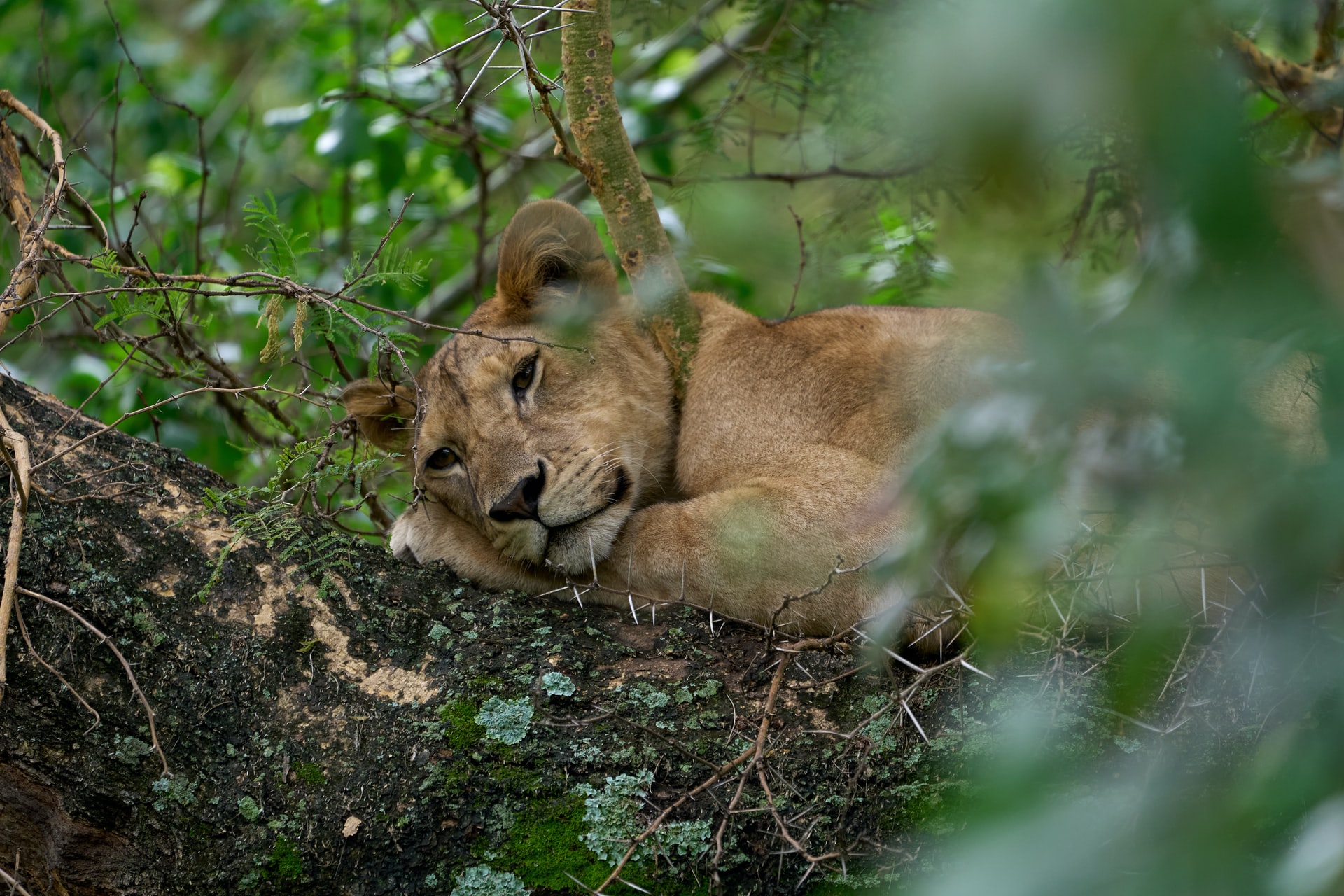 7 days Uganda epic safari