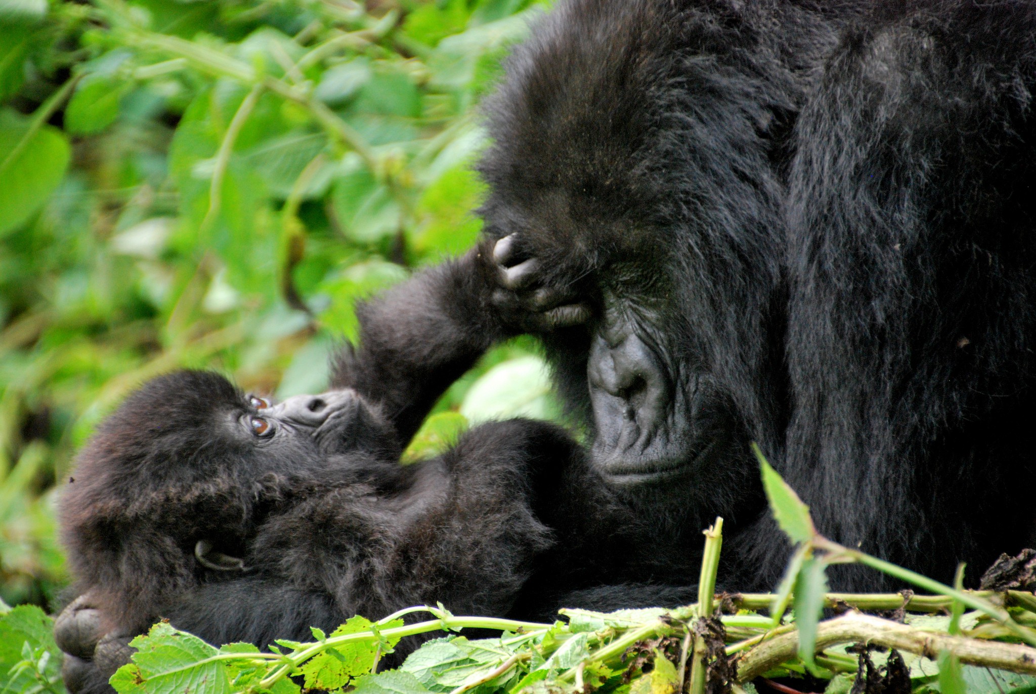 7 days gorilla safari in Uganda, Rwanda and Democratic Republic of Congo