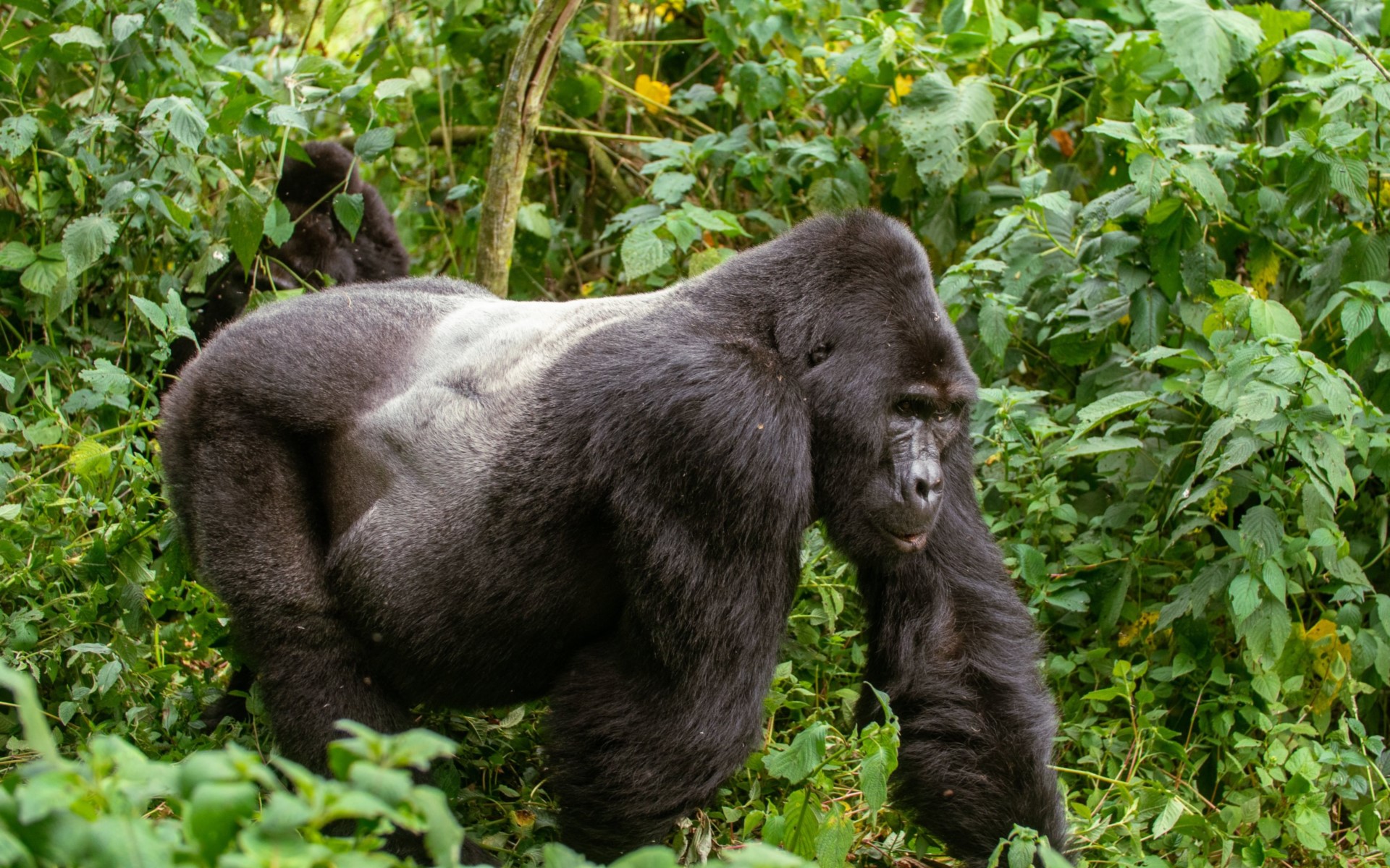 Last Minute Gorilla trekking