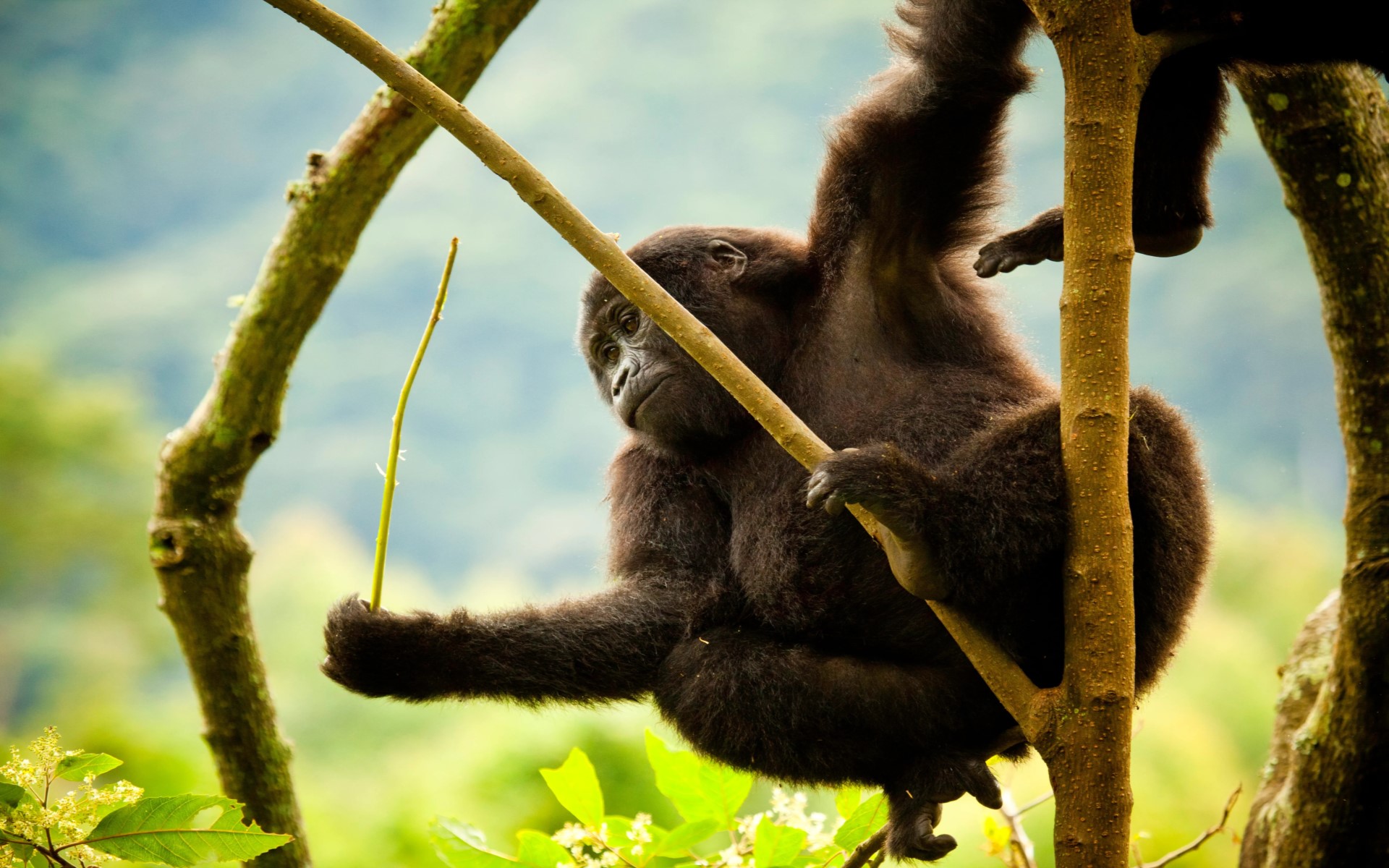 Discounted Gorilla Trekking in Rwanda