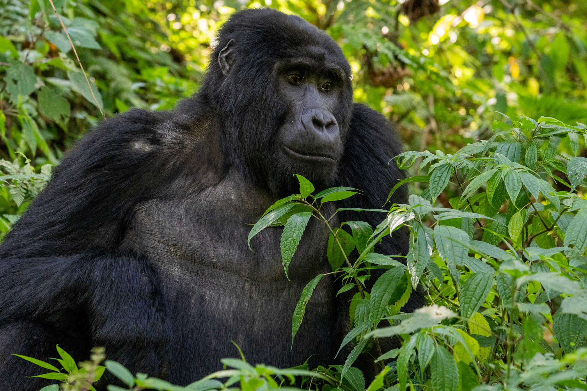 Gorilla Trekking Destinations in East Africa