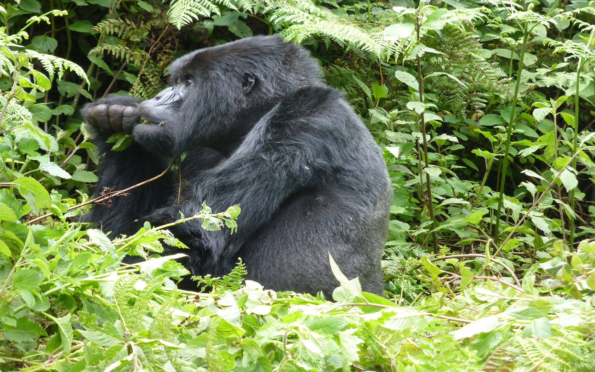 Budget Gorilla Trekking The African Encounters   Gorilla Trekking Gorilla Link Tours 1 