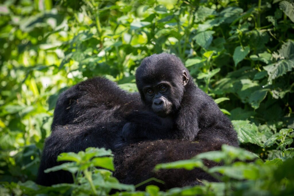 Uganda Gorilla Trekking From Kigali