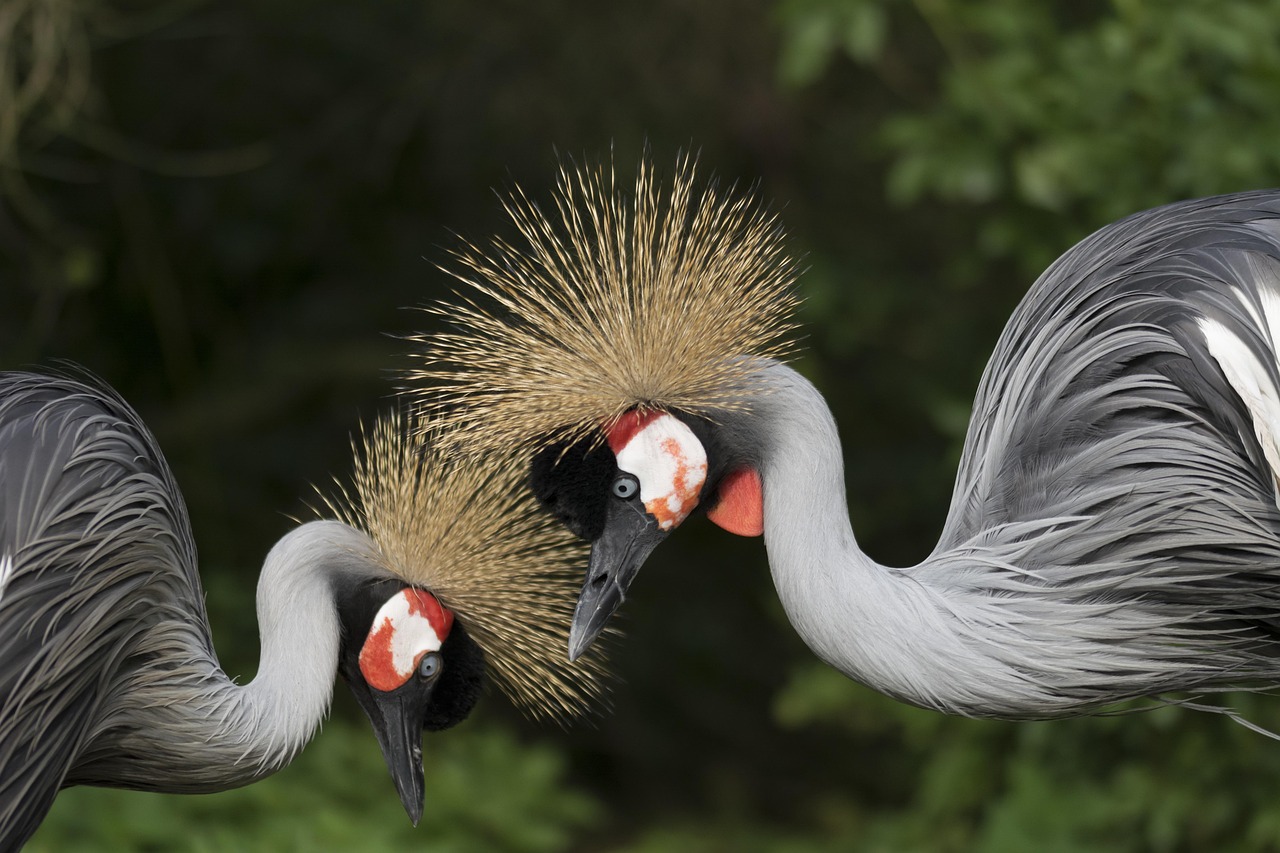 Uganda birding safaris
