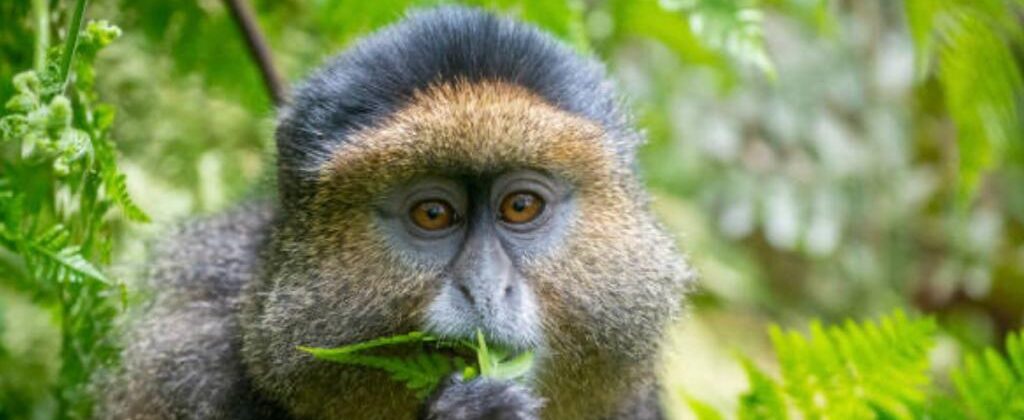 Golden Monkey Trekking in Uganda