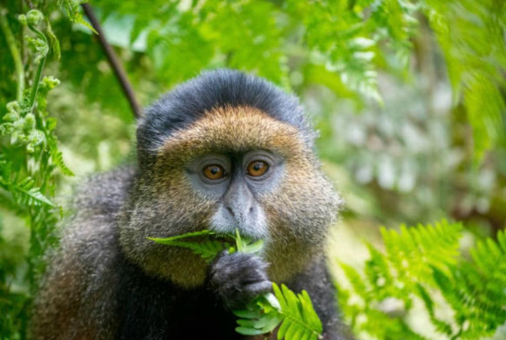 Golden Monkey Trekking in Uganda