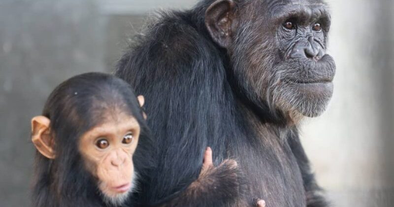 Ngamba Island Chimpanzee Sanctuary